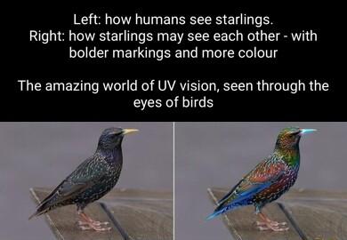IV T L SR E T T T Right how starlings may see each other with bolder markings and more colour The amazing world of UV vision seen through the eyes of birds