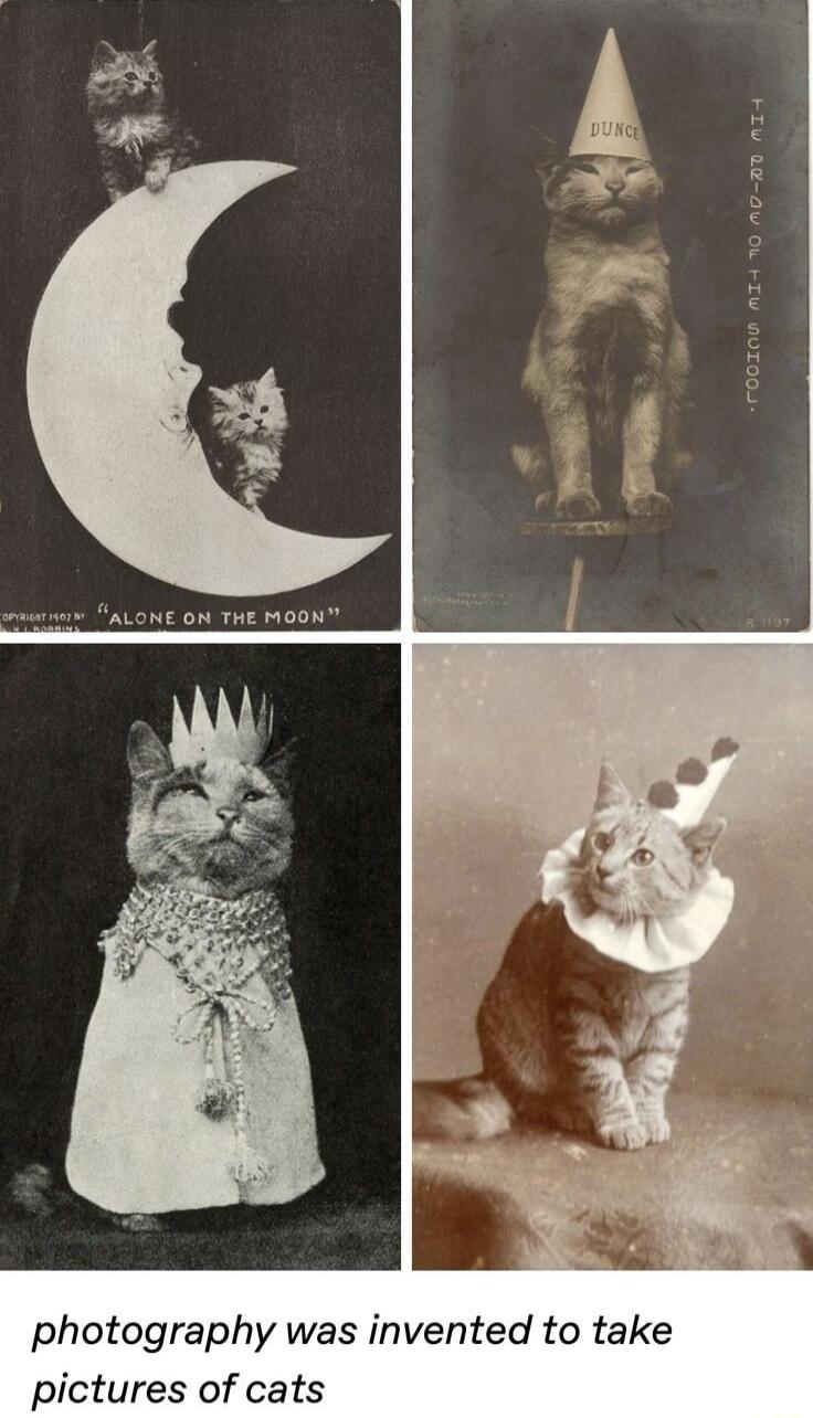 ALONE ON THE MOONY photography was invented to take pictures of cats
