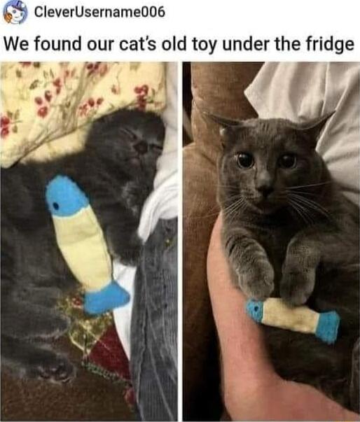 k CleverUsername006 We found our cats old toy under the fndge