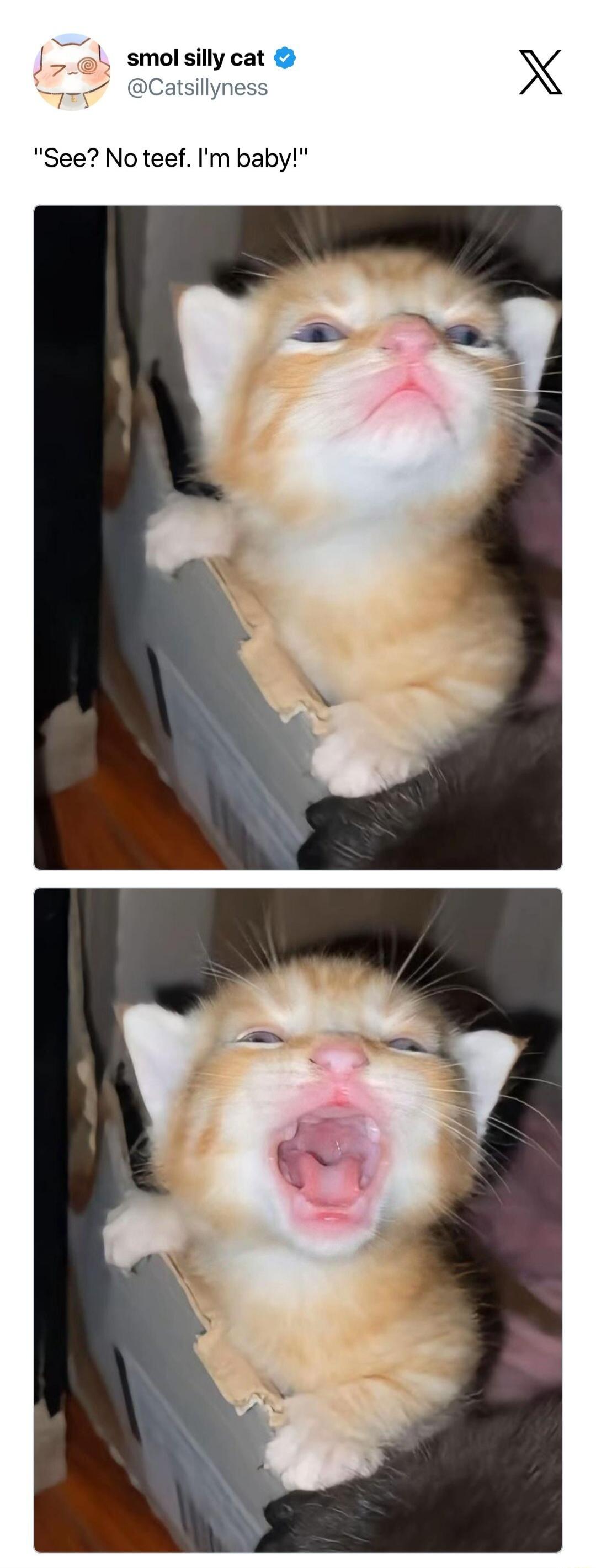 J smol silly cat g Catsillynes See No teef Im baby