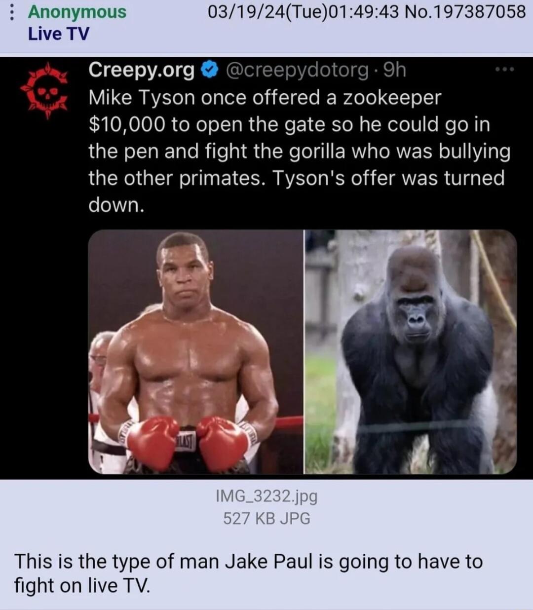 Anonymous ue014943 No197 Live TV Creepyorg Mike Tyson once offered a zookeeper 10000 to open the gate so he could go in the pen and fight the gorilla who was bullying the other primates Tysons offer was turned down This is the type of man Jake Paul is going to have to fight on live TV