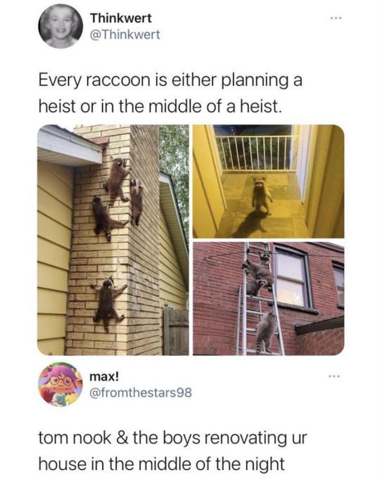 Thinkwert Thinkwert Every raccoon is either planning a heist or in the middle of a heist fromthestars98 tom nook the boys renovating ur house in the middle of the night