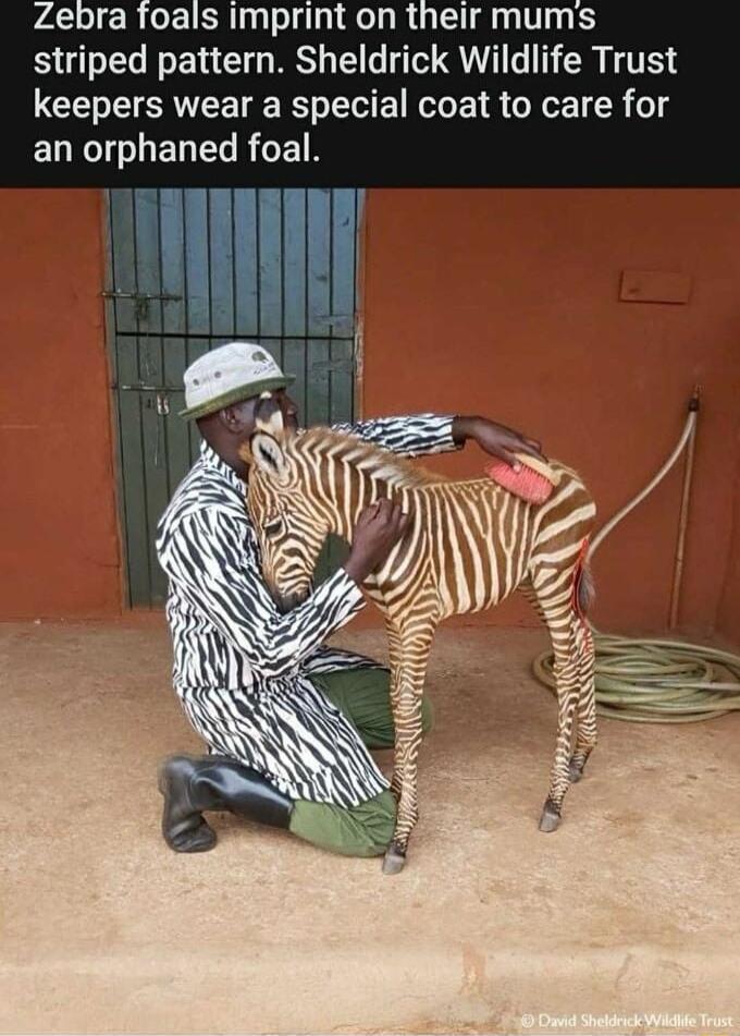 Zebra foals imprint on their mums BRI LIS TG R TR keepers wear a special coat to care for UL EL L RGETR