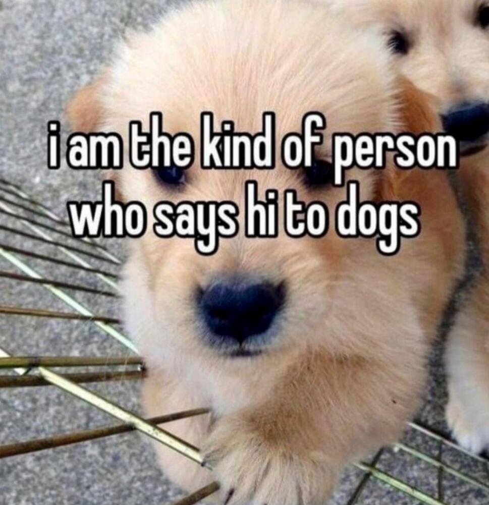 i am the kind of person who says hi to dogs