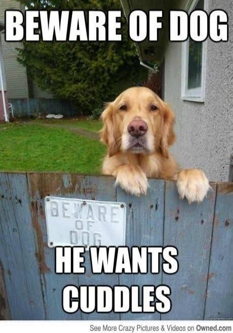 BEWARE OF DOG HE WANTS CUDDLES