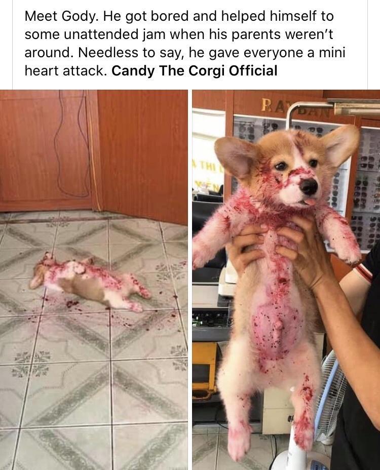 Meet Gody He got bored and helped himself to some unattended jam when his parents werent around Needless to say he gave everyone a mini heart attack Candy The Corgi Official