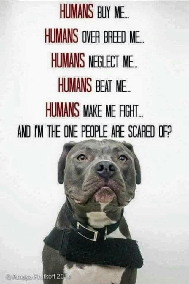 HUMANS BuY ME HUMANS OVER BREED NE HUMANS NEGLECT NE HUMANS BEAT NE HUMANS MAKE WE FGHT AND N THE ONE PEOPLE ARE SCARED OF