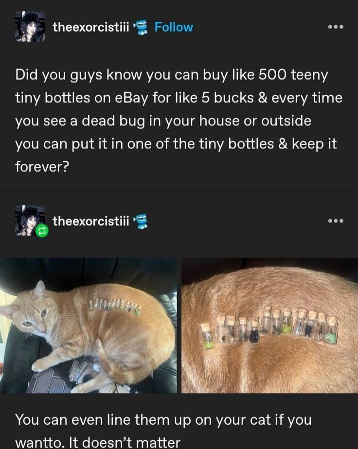 i theexorcistii g Follow Did you guys know you can buy like 500 teeny tiny bottles on eBay for like 5 bucks every time you see a dead bug in your house or outside you can put it in one of the tiny bottles keep it forever theexorcistiii YYou can even line them up on your cat if you wantto It doesnt matter