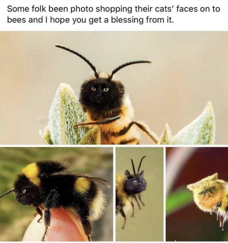 Some folk been photo shopping their cats faces on to bees and hope you get a blessing from it