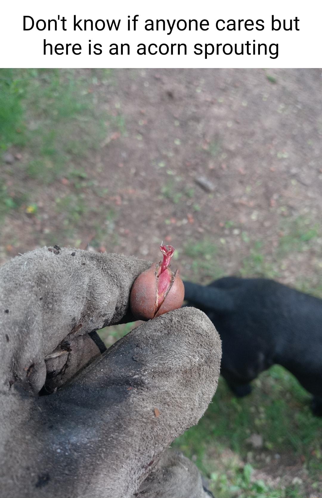Dont know if anyone cares but here is an acorn sprouting