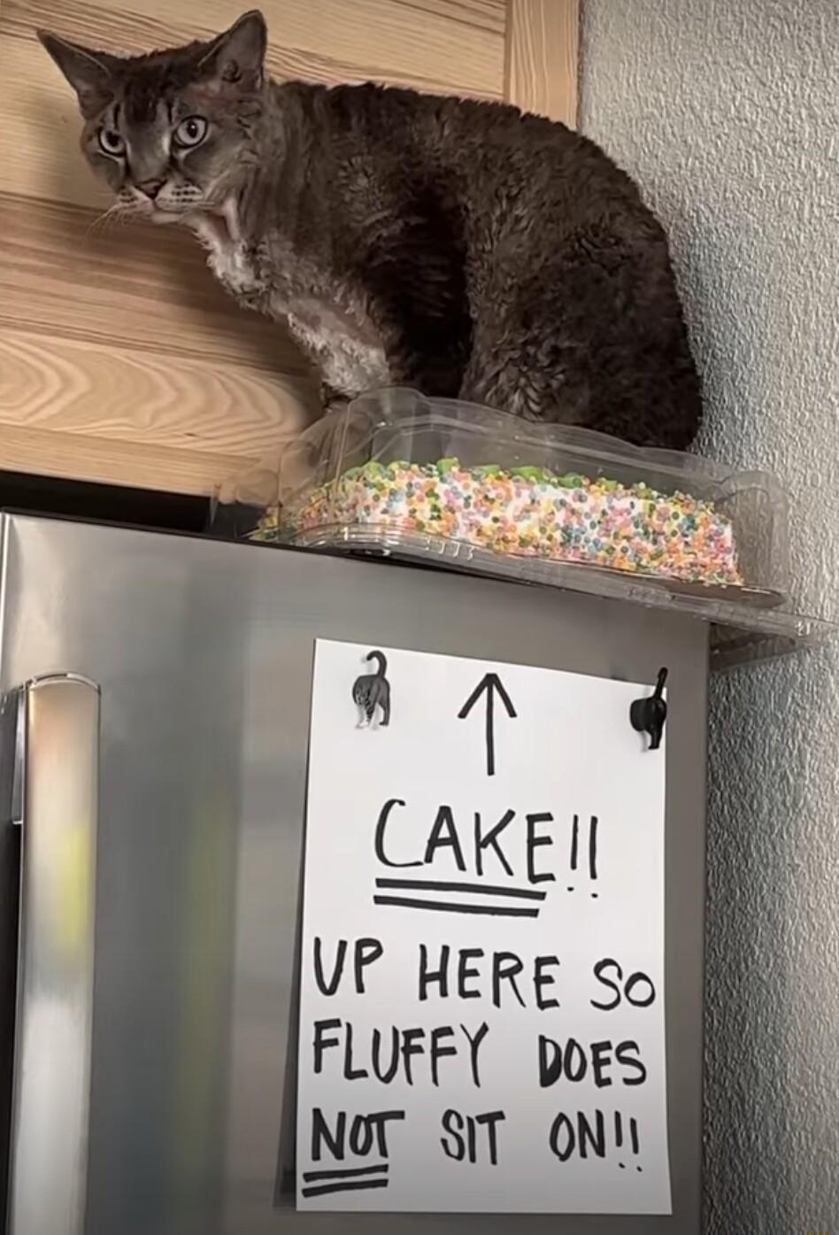 Ve HERE So FLUFFY poes NoT ST ONY