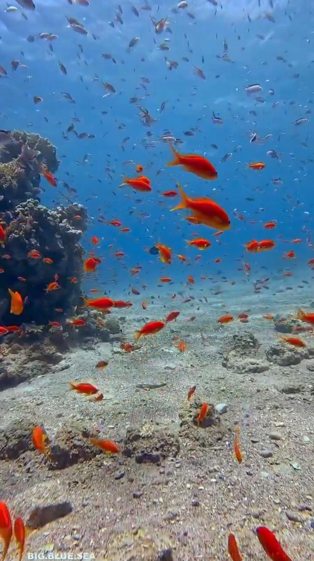 BIG.BLUE.SEA