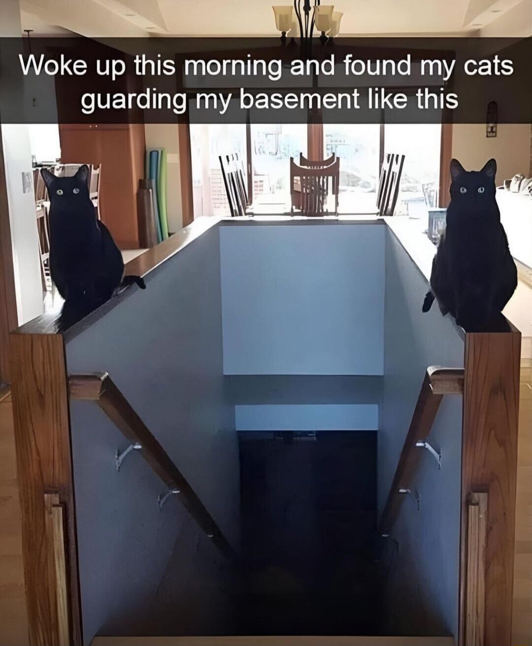 R Woke up this morning and found my cats guardingmy basement like this