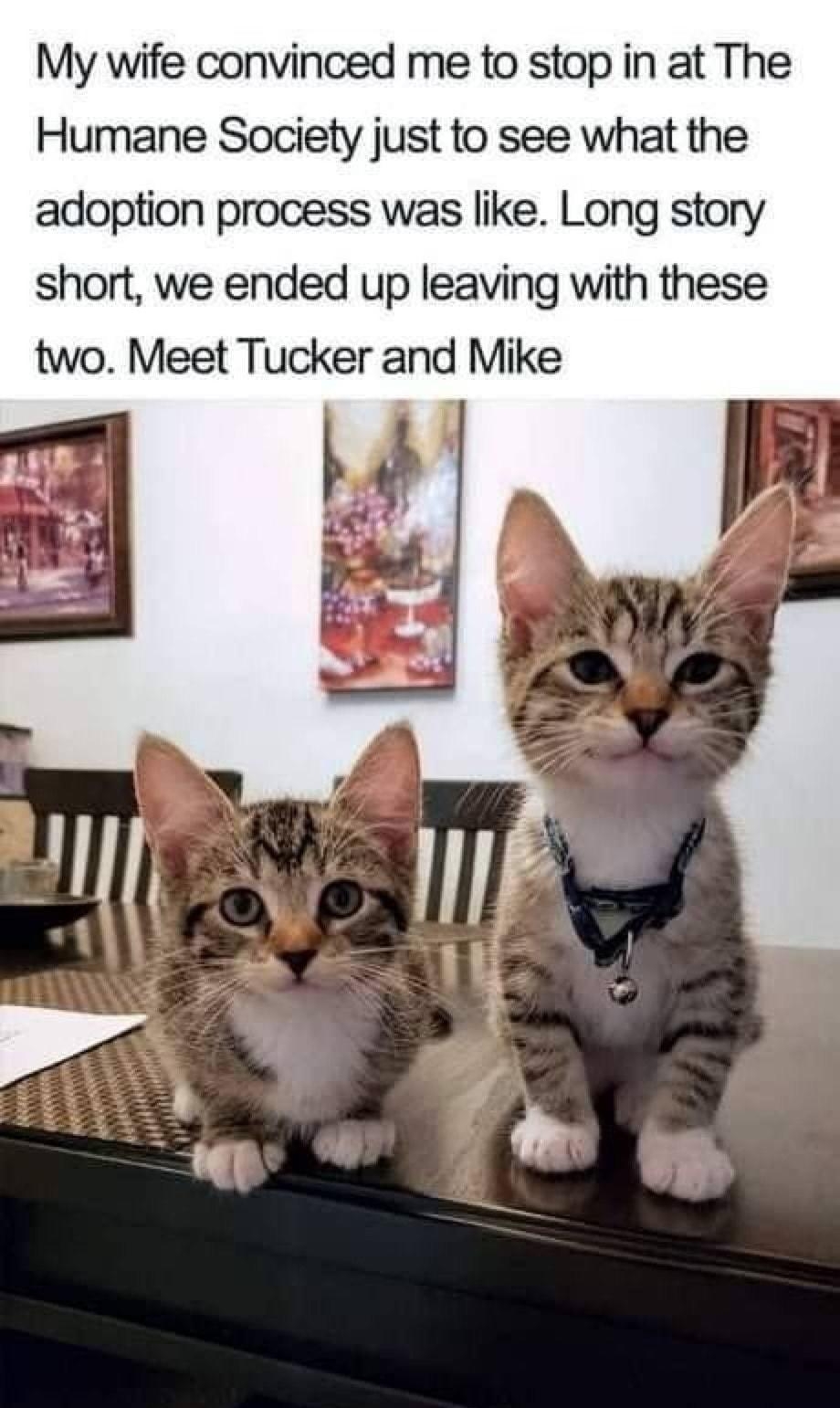 My wife convinced me to stop in at The Humane Society just to see what the adoption process was like Long story short we ended up leaving with these two Meet Tucker and Mike Posted in rFunnyAnimals reddit