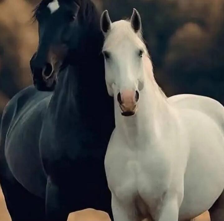 Session ID: 1014478.