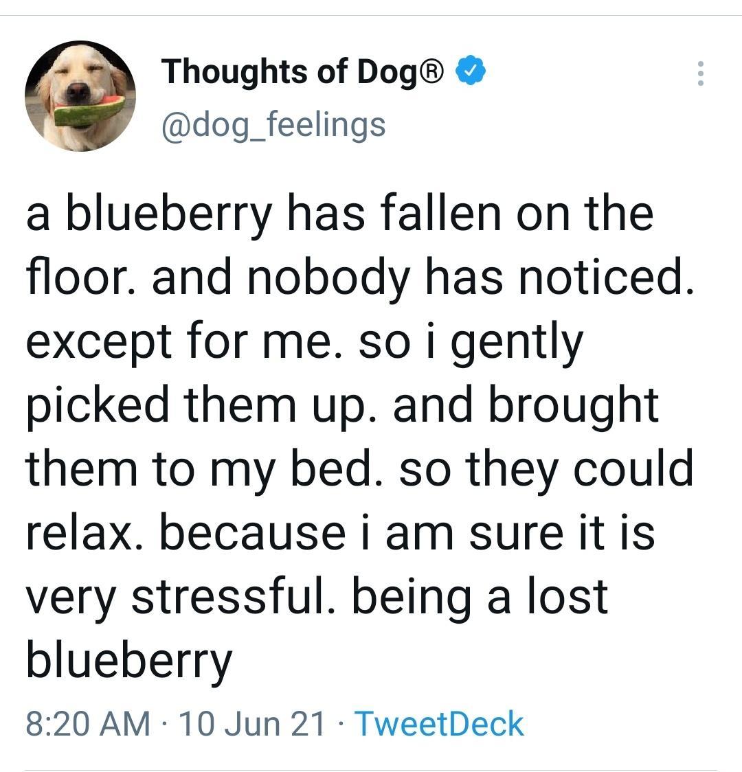 Thoughts of Dog A dog_feelings a blueberry has fallen on the floor and nobody has noticed except for me so i gently picked them up and brought them to my bed so they could relax because i am sure it is very stressful being a lost blueberry 820 AM 10 Jun 21 TweetDeck