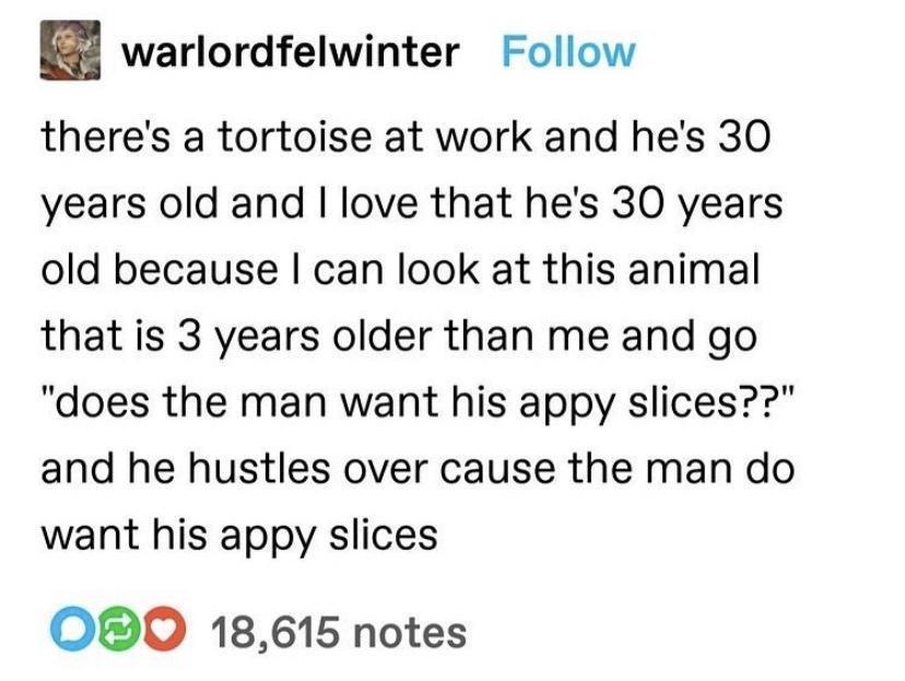 warlordfelwinter Follow theres a tortoise at work and hes 30 years old and love that hes 30 years old because can look at this animal that is 3 years older than me and go does the man want his appy slices and he hustles over cause the man do want his appy slices O0O 18615 notes