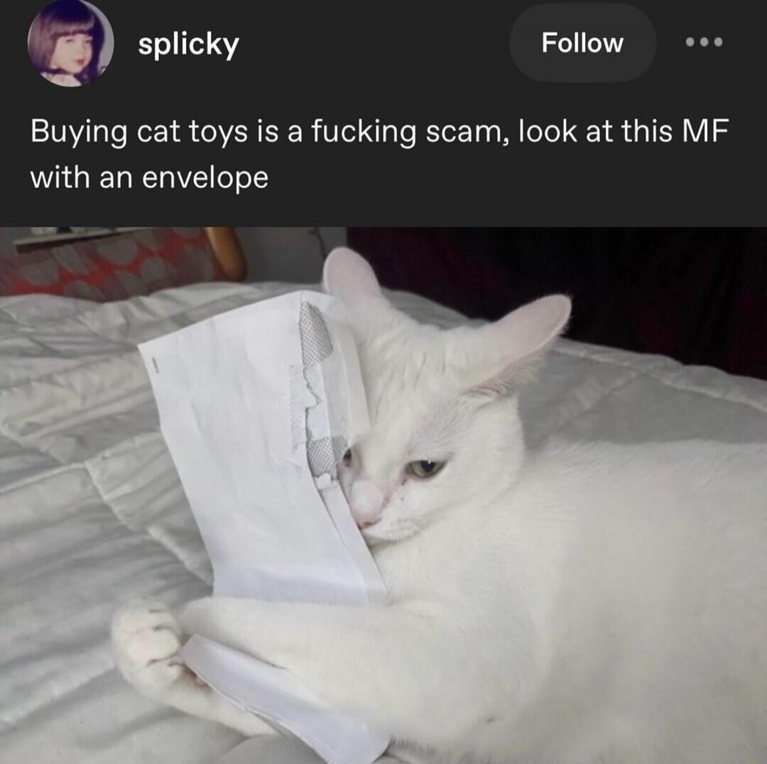 Buying cat toys is a fucking scam, look at this MF with an envelope