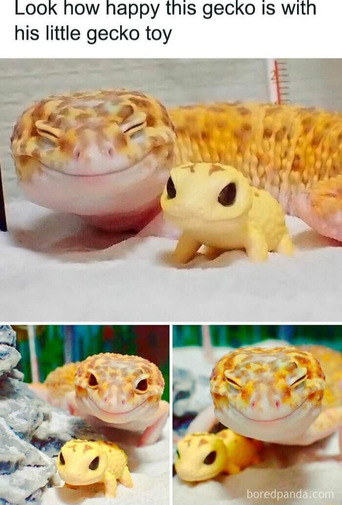 Look how happy this gecko Is with his little gecko toy