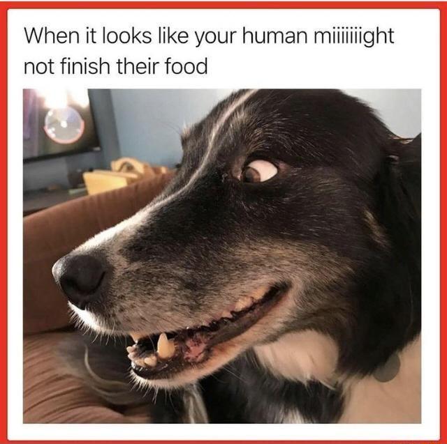 When it looks like your human miiiiiiight not finish their food