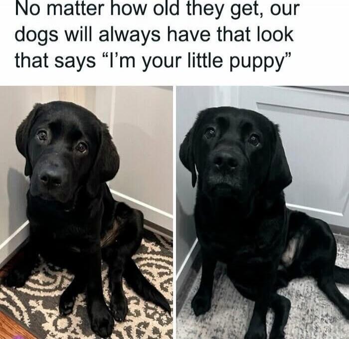 No matter how old they get, our dogs will always have that look that says “I’m your little puppy”