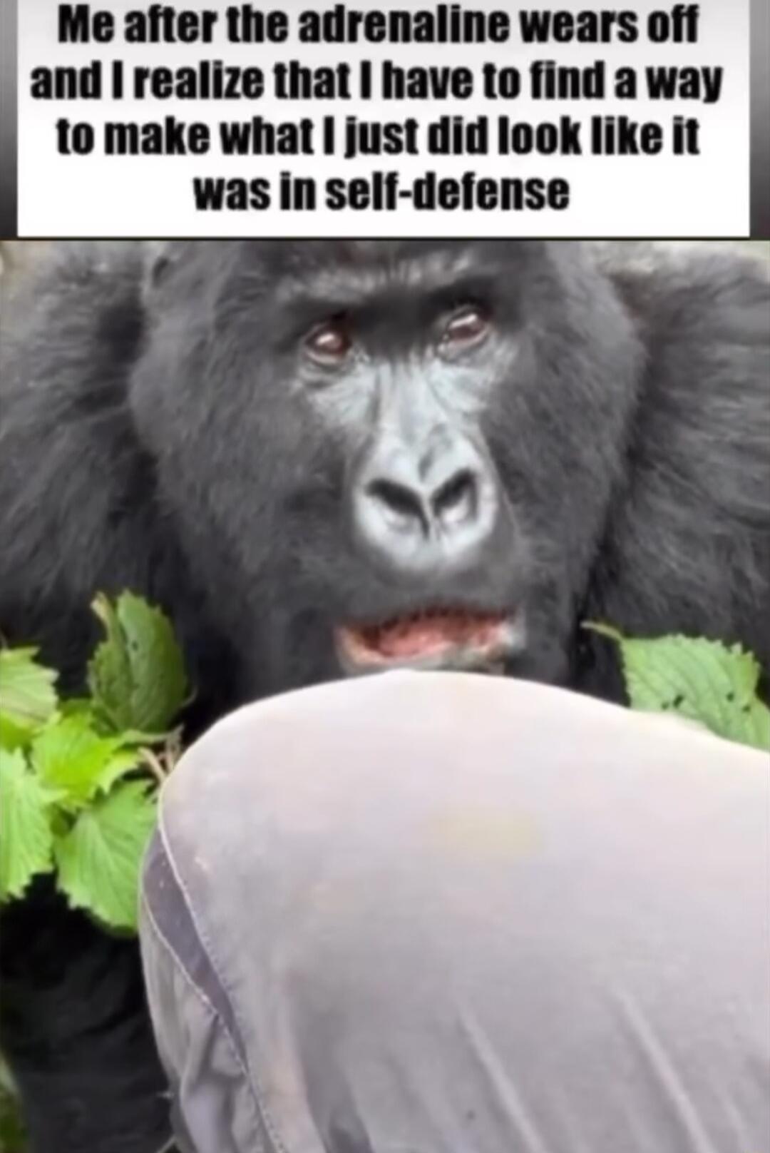 Me after the adrenaline wears off and realize that have to find a way to make what just did look like it was in sell defense