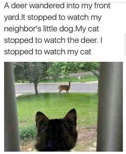A deer wandered into my front yardIt stopped to watch my neighbors little dogMy cat stopped to watch the deer stopped to watch my cat