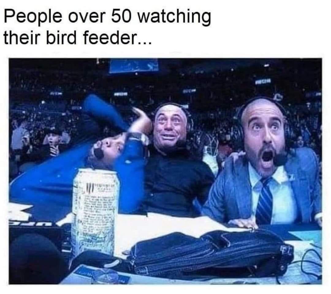People over 50 watching their bird feeder