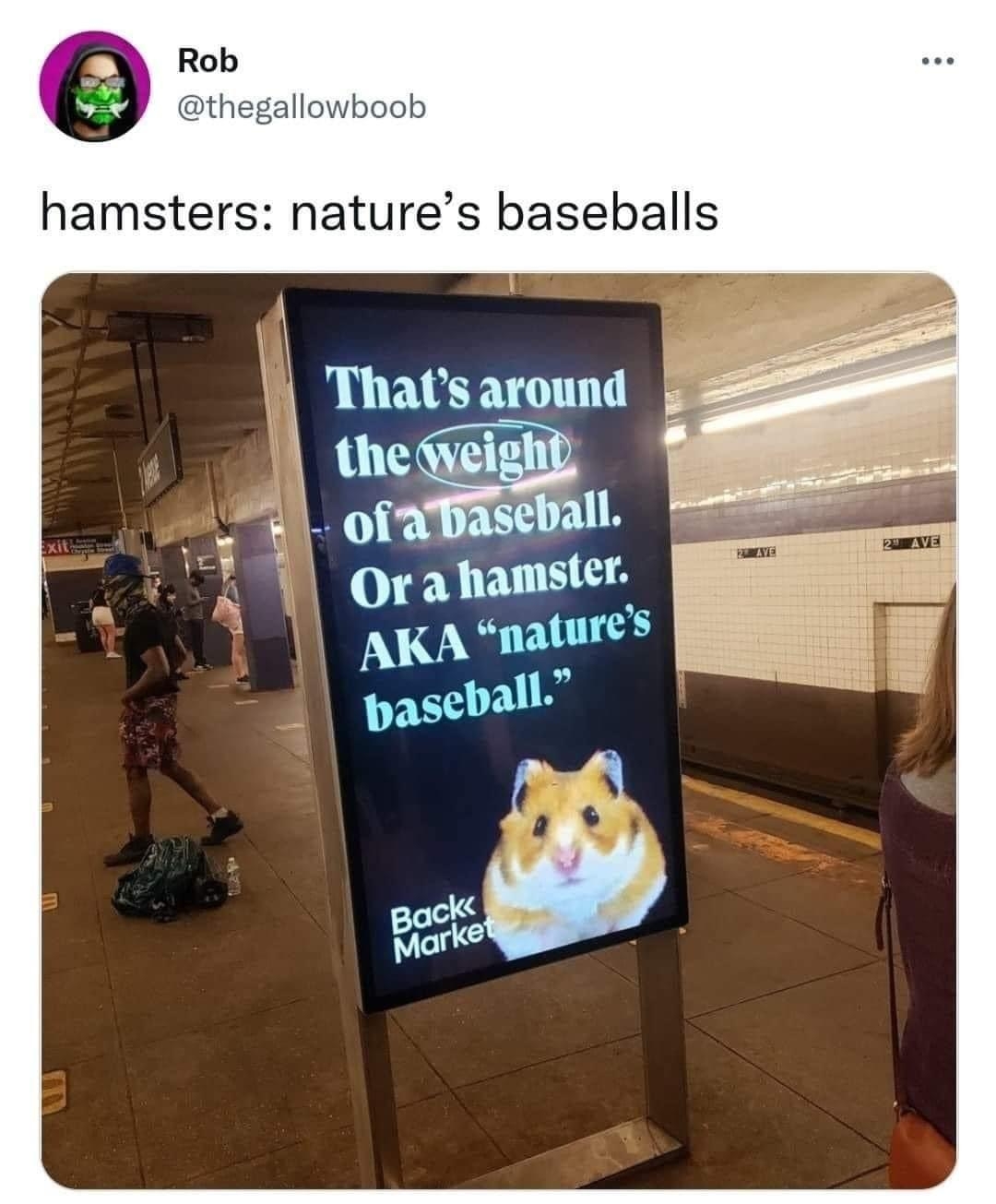hamsters natures baseballs Thatsaround iPhon
