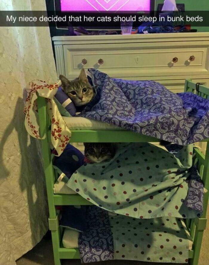 A Ay niece decided that her cats should sleep in bunk beds W AR T