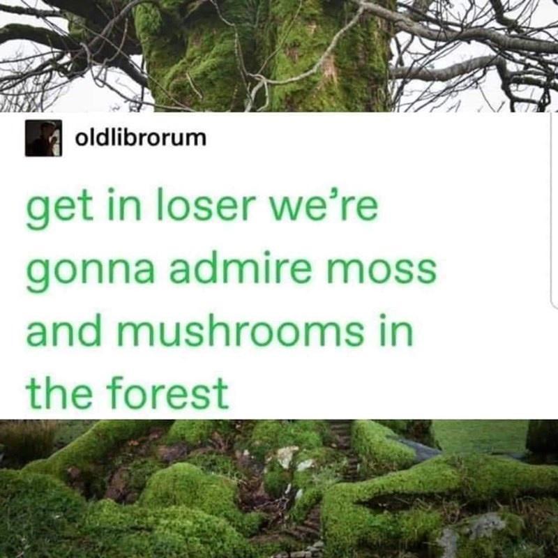 oldlibrorum get in loser were gonna admire moss and mushrooms in the forest