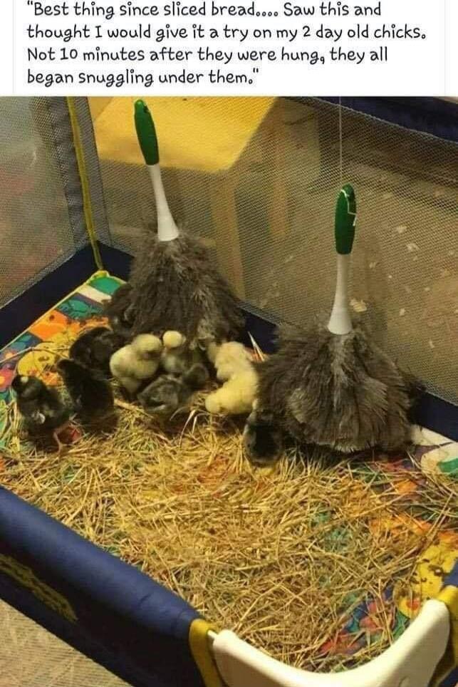 Best thing since sliced bread Saw this and thought I would give it a try on my 2 day old chicks Not 10 minutes after they were hung they all began snuggling under them