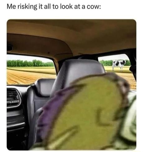 Me risking it all to look at a cow