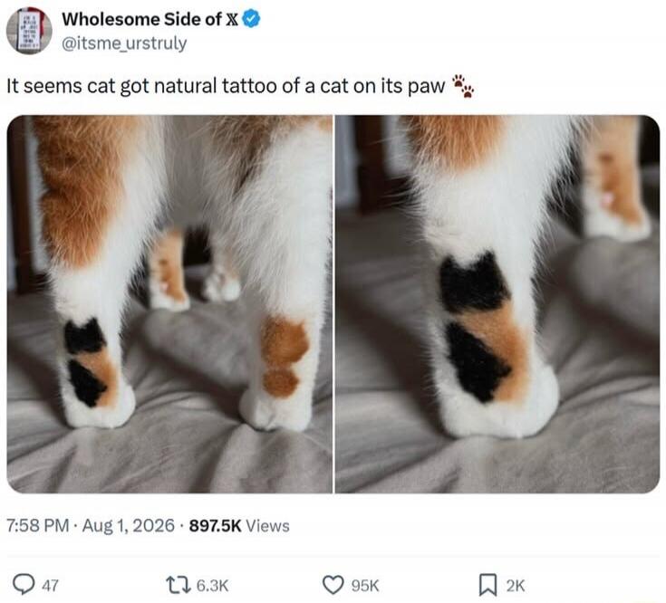 It seems cat got natural tattoo of a cat on its paw