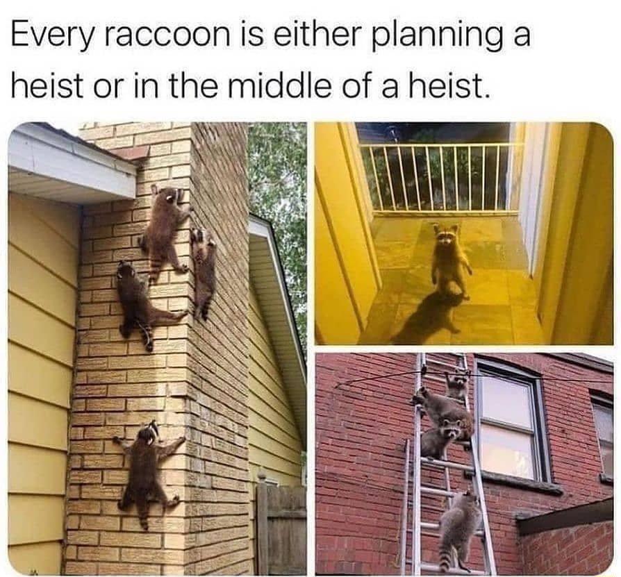 Every raccoon is either planning a heist or in the middle of a heist 5