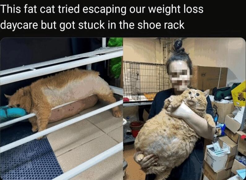 This fat cat tried escaping our weight loss daycare but got stuck in the shoe rack