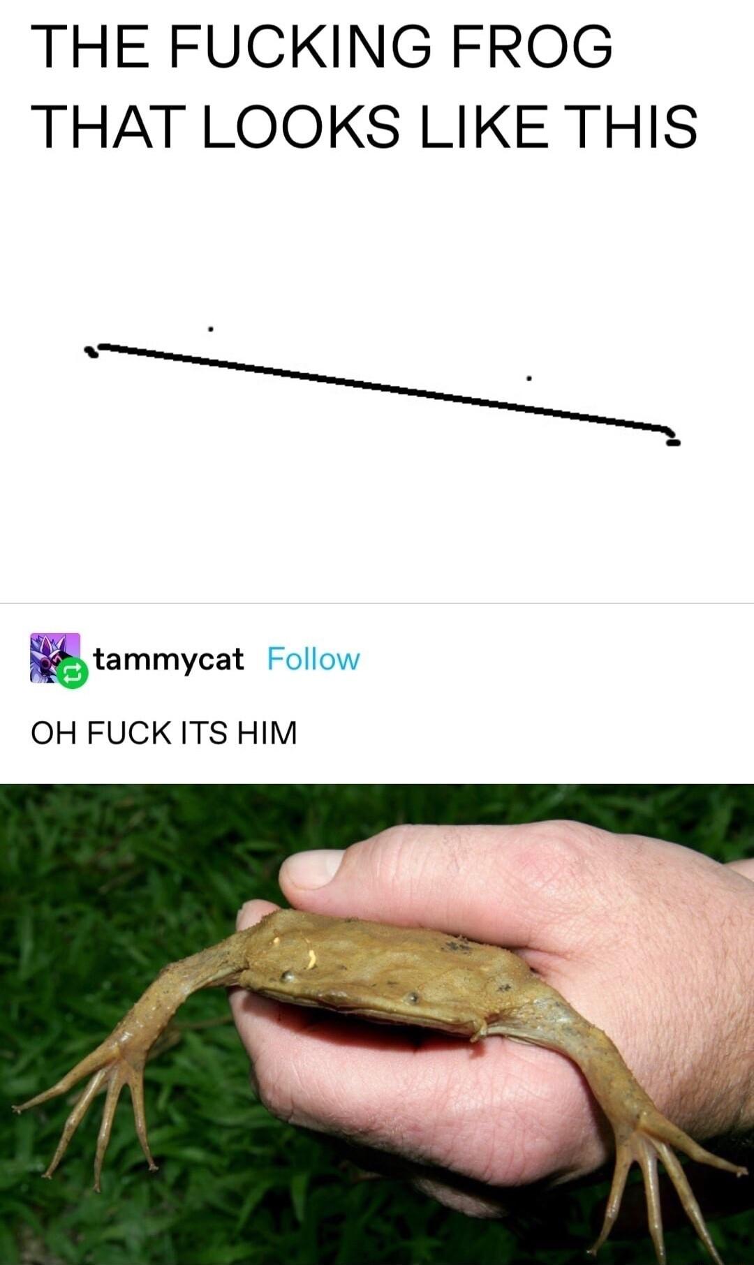 THE FUCKING FROG THAT LOOKS LIKE THIS tammycat Follow OH FUCK ITS HIM