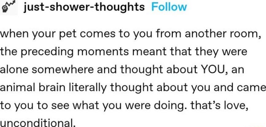 just shower thoughts Follow when your pet comes to you from another room the preceding moments meant that they were alone somewhere and thought about YOU an animal brain literally thought about you and came to you to see what you were doing thats love unconditional