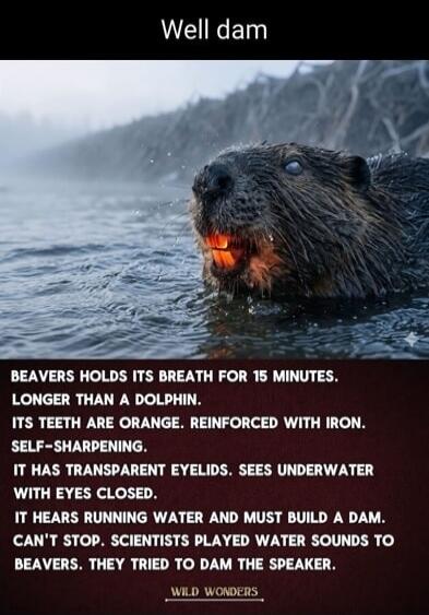 Well dam. BEAVERS HOLDS ITS BREATH FOR 15 MINUTES. LONGER THAN A DOLPHIN. ITS TEETH ARE ORANGE. REINFORCED WITH IRON. SELF-SHARPENING. IT HAS TRANSPARENT EYELIDS. SEES UNDERWATER WITH EYES CLOSED. IT HEARS RUNNING WATER AND MUST BUILD A DAM. CAN'T STOP. SCIENTISTS PLAYED WATER SOUNDS TO BEAVERS. THEY TRIED TO DAM THE SPEAKER. WILD WONDERS