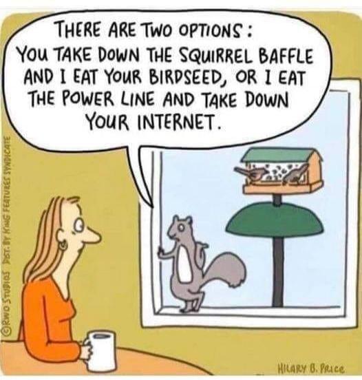 There are two options: You take down the squirrel baffle and I eat your birdseed, or I eat the power line and take down your internet.