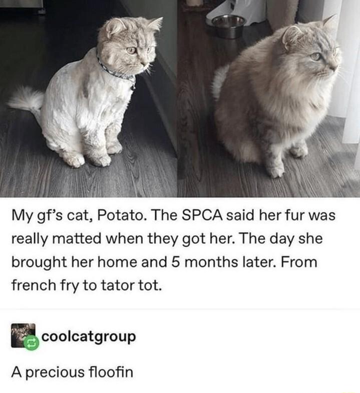 My gfs cat Potato The SPCA said her fur was really matted when they got her The day she brought her home and 5 months later From french fry to tator tot ucoclcatgroup A precious floofin