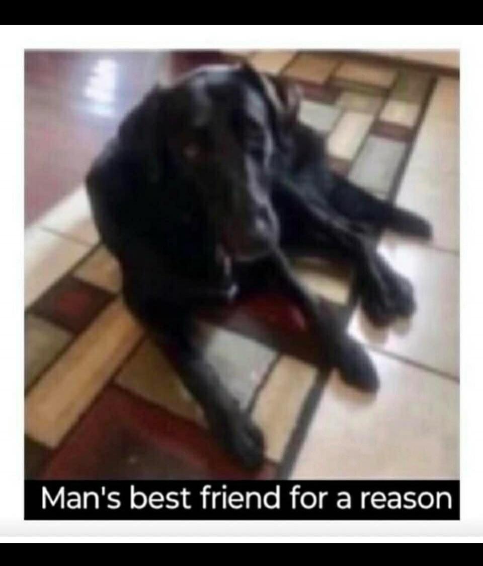 Man's best friend for a reason