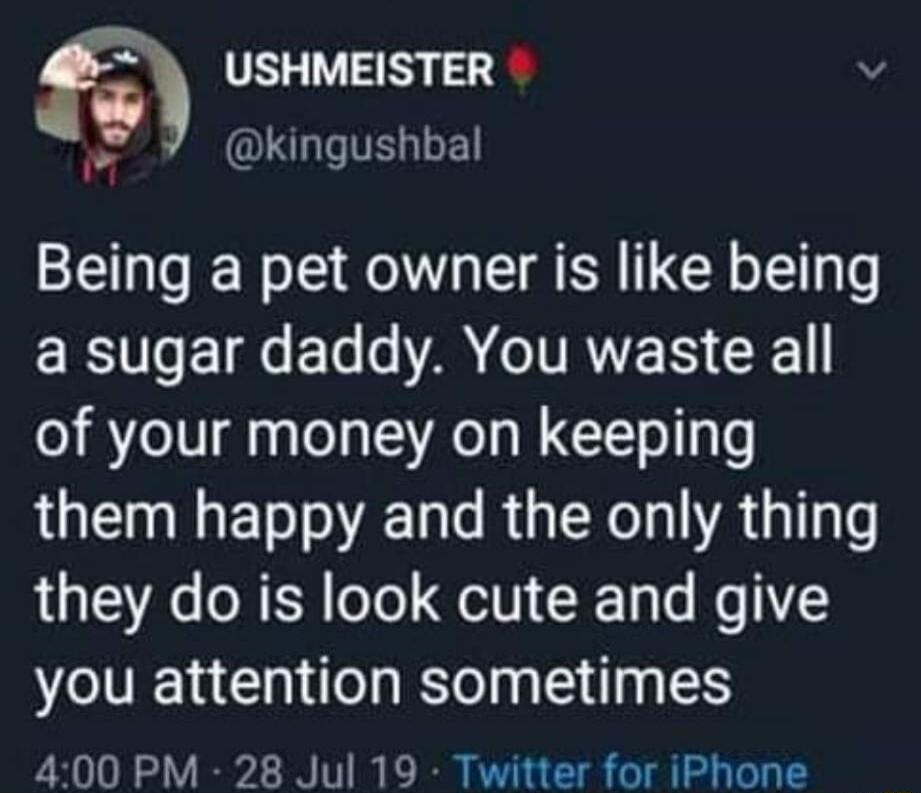 USHMEISTER v LU L TELE Being a pet owner is like being ER IR EL o A ITRNE S CE1 of your money on keeping them happy and the only thing they do is look cute and give you attention sometimes 400 PM 28 Jul 19 Twitter for iPhone
