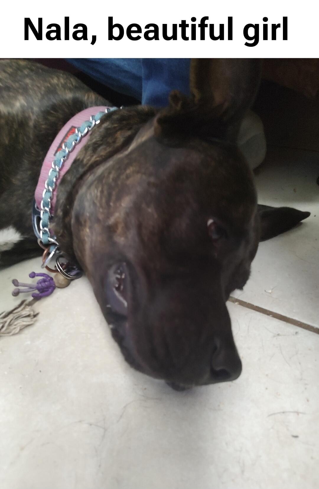 Nala, beautiful girl