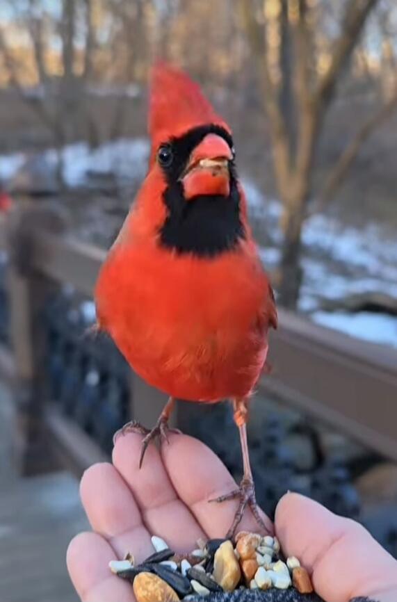 A bright red cardinal with a black face mask is perched on a person’s hand, feeding from a mix of seeds held in the palm.