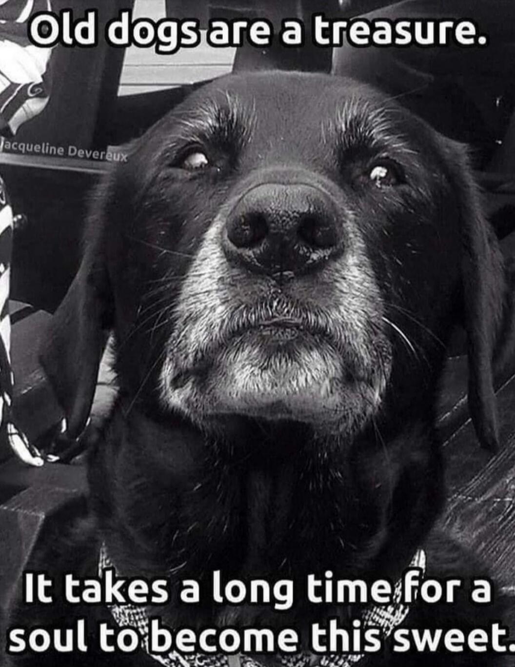 Old dogs are a treasure. It takes a long time for a soul to become this sweet.