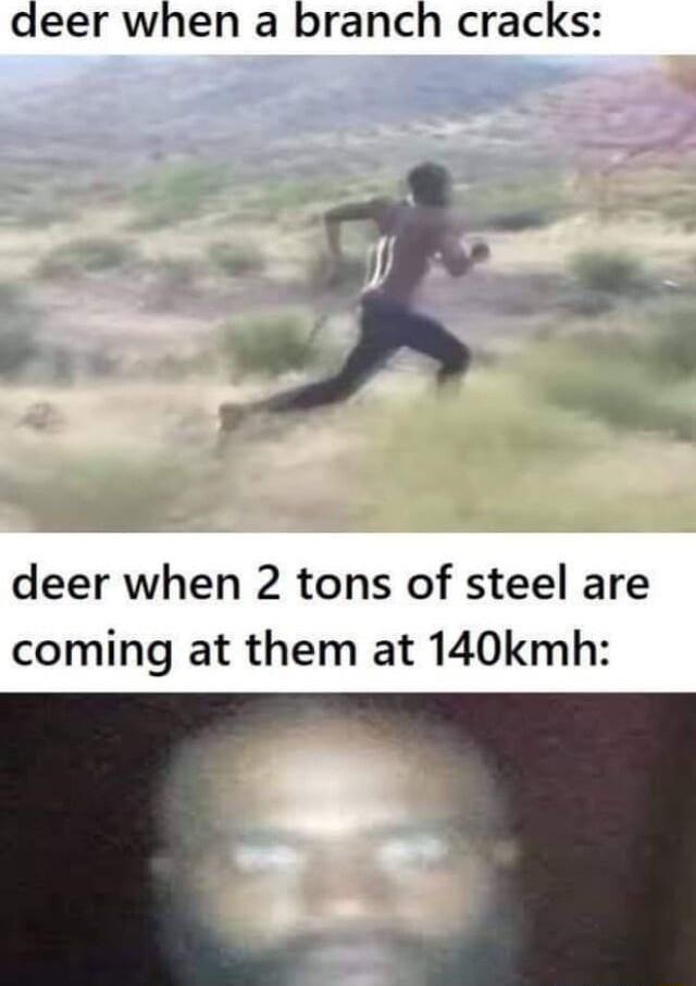 deer when a branch cracks deer when 2 tons of steel are coming at them at 140kmh