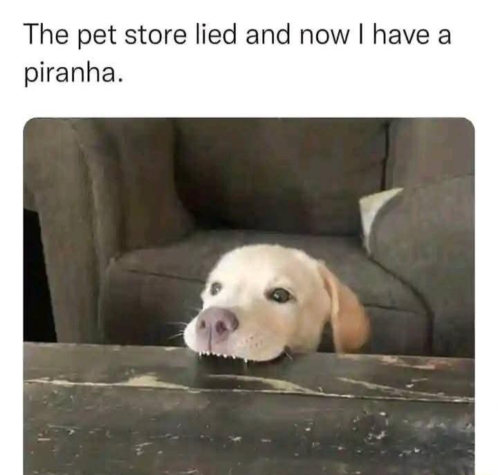 The pet store lied and now have a piranha