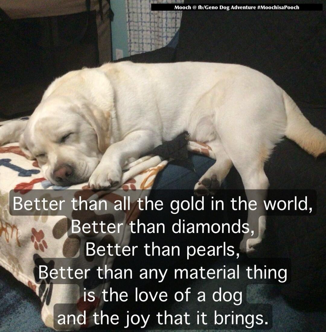 Better than all the gold in the world,
Better than diamonds,
Better than pearls,
Better than any material thing
is the love of a dog
and the joy that it brings.