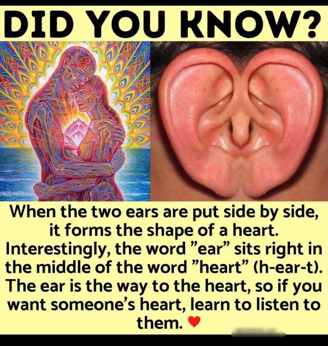 DID YOU KNOW When the two ears are put side by side it forms the shape of a heart Interestingly the word ear sits right in the middle of the word heart h ear t The ear is the way to the heart so if you want someones heart learn to listen to them